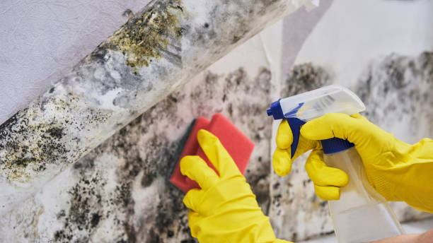 Best Health and Safety Mold Remediation in Shepherdstown, WV